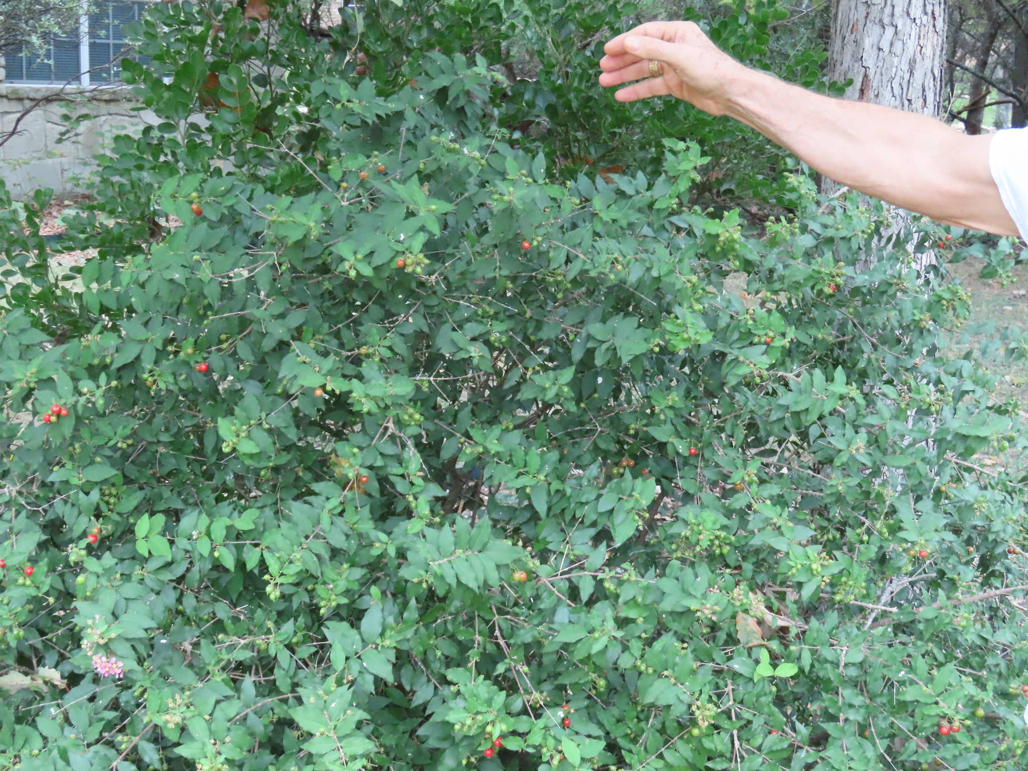 Malpighia glabra
